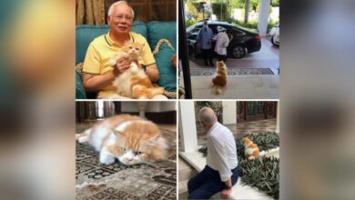 Kucing Najib